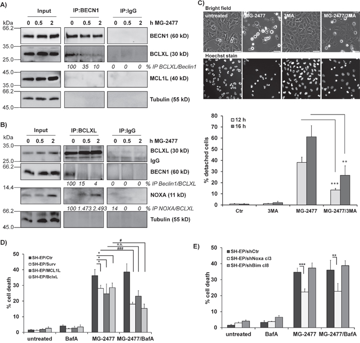 MG-2477-induced cell death depends on re-organization of pro- and anti-apoptotic proteins.