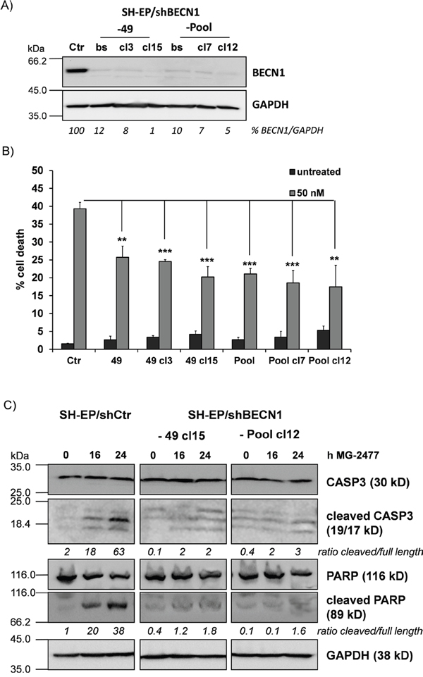 BECN1 is critical for MG-2477-induced cell death.