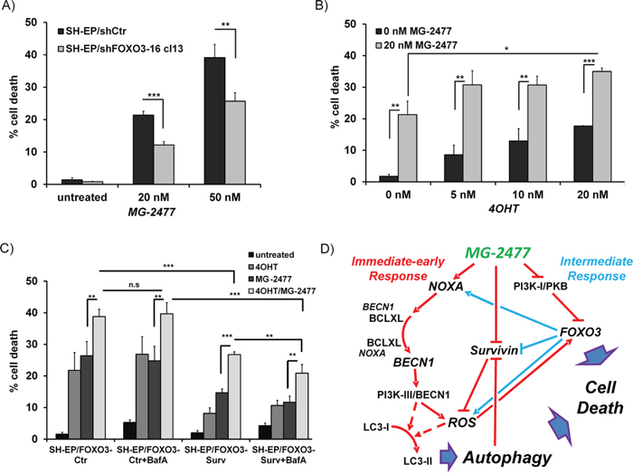 FOXO3-activation enhances MG-2477-induced cell death.