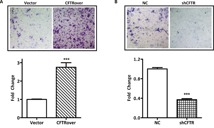 CFTR promotes migration of ISK cells.