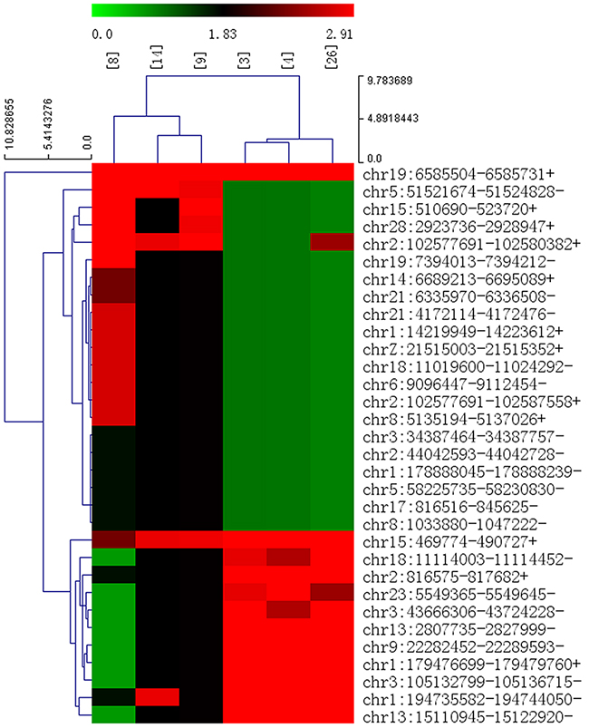 Heap map for the 32 significant differentially expressed circRNAs in ALV-J-resistant chickens.
