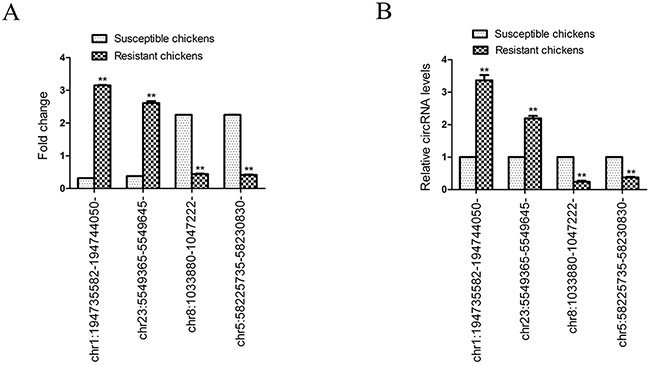 Validation of the expression of four selected differentially expressed circRNAs identified by circRNA sequencing.