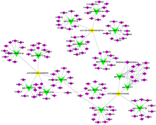 Predicted biomathematical circRNA-miRNA-gene network for three selected upregulated circRNAs in ALV-J-resistant chickens.