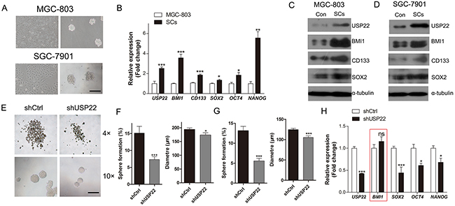 Inhibitory effect of USP22-silencing on gastric CSC formation.