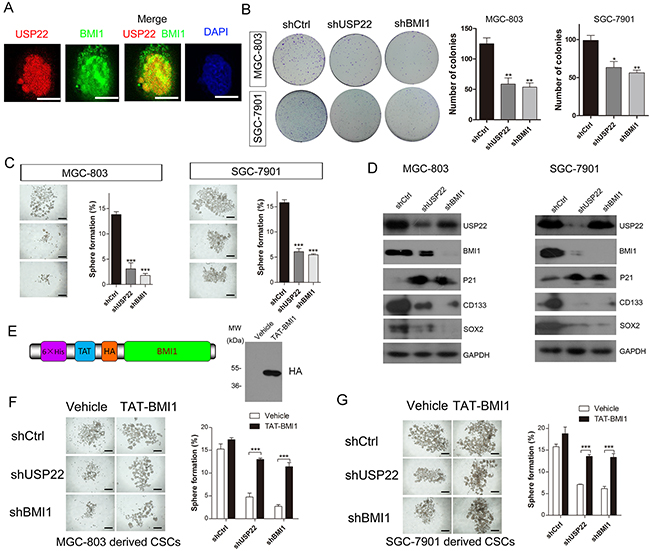 USP22 silencing inhibits gastric CS formation by regulating BMI1 protein levels.