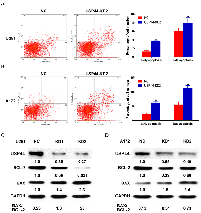 Knockdown of USP44 induces apoptosis in glioma cells.