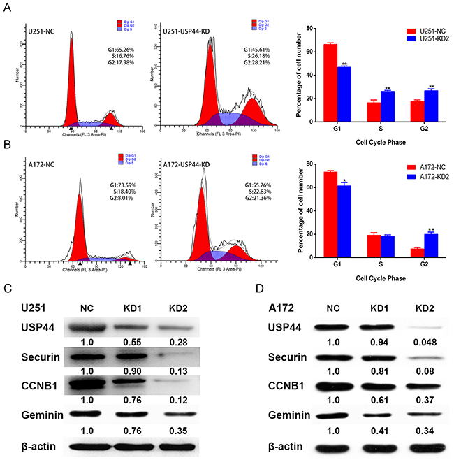 Down-regulation of USP44 arrest cell cycle in G2/M phase.