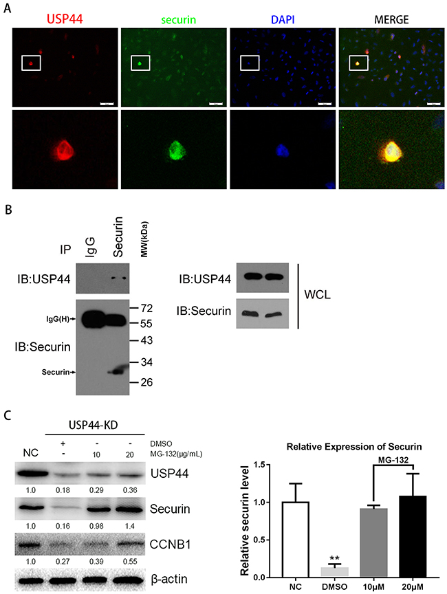 Interaction of endogenous USP44 and securin.