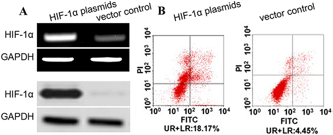 HIF-1&#x03B1; induces apoptosis of aortic SMCs.