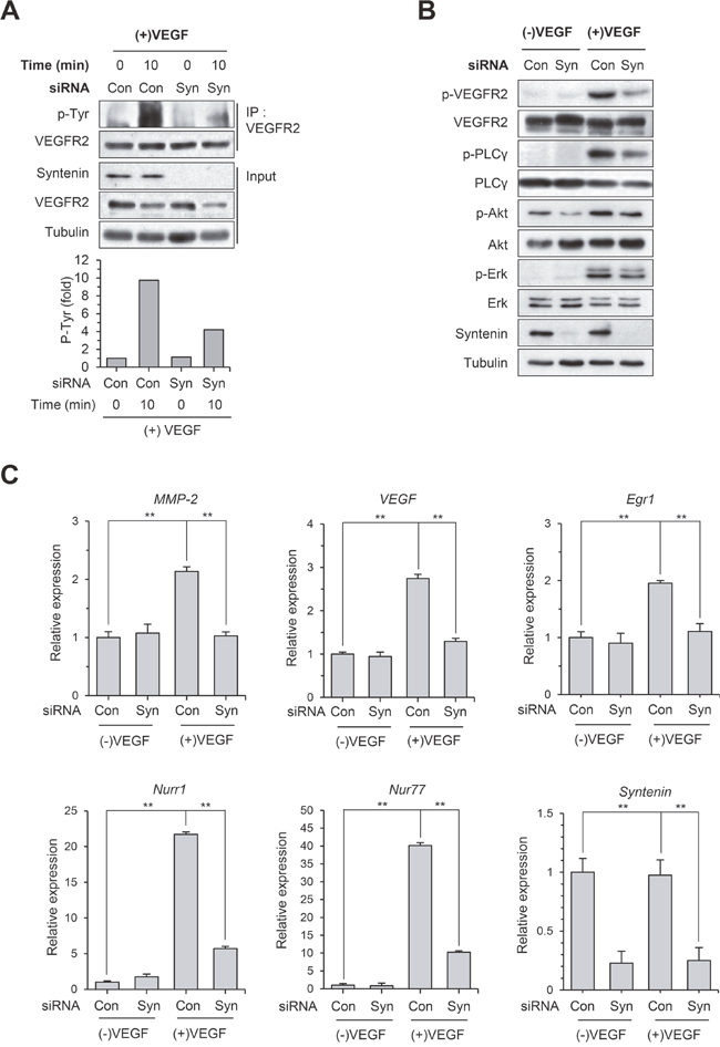 Knockdown of syntenin inhibits VEGF-induced activation of VEGFR2 and its downstream molecules.