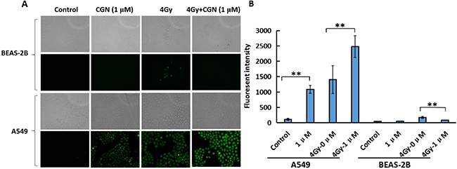 CGN treatment aggravates the oxidative stress and oxidative damage induced by radiation in A549 cells.