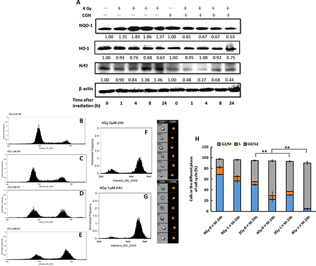 CGN pretreatment enhances the G2/M phase arrest induced by irradiation.