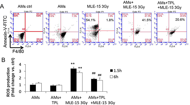 TPL inhibited phagocytosis of AMs and reduced the production of ROS by AMs.