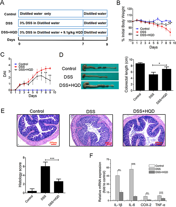 Role of HQD against DSS-induced colitis in C57BL/6 mice.