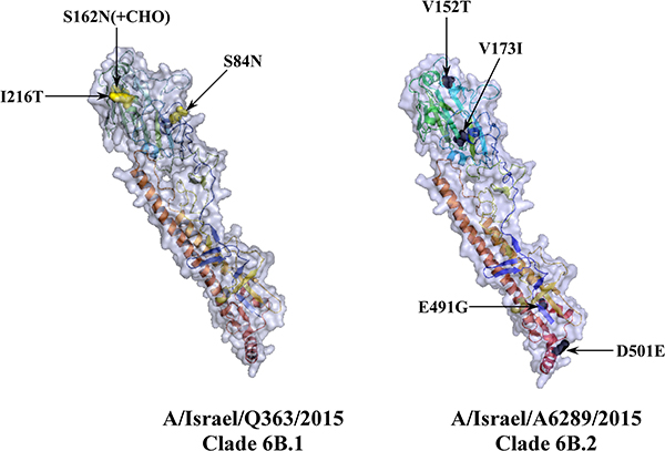 Three dimensional presentation of HA protein of circulating 6B clade Israeli viruses.