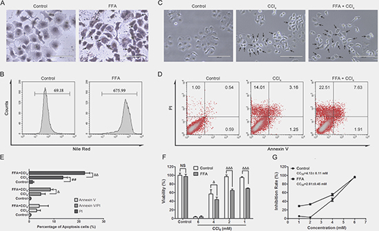 FFA and CCl4 inudce cell apoptosis.