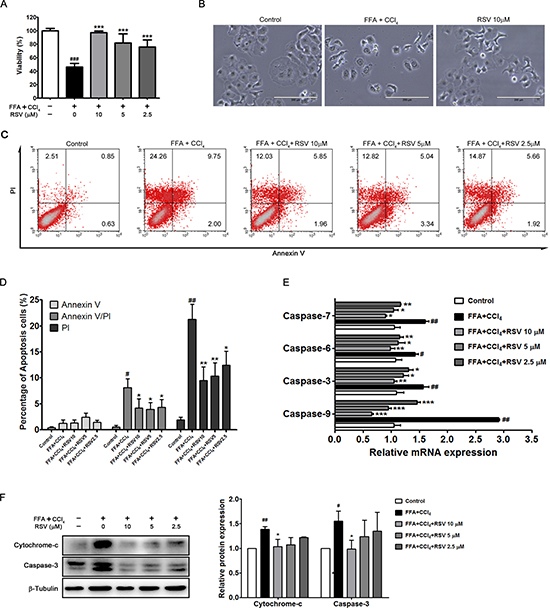 The effect of RSV on apoptotic cells.