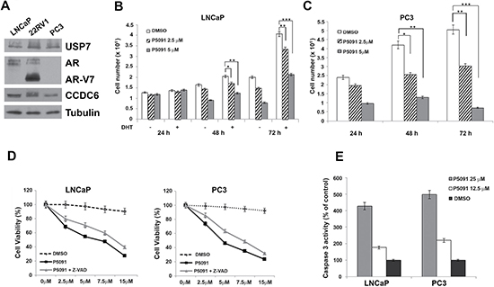 Pharmacological inhibition of USP7 affects prostate cancer cell proliferation.