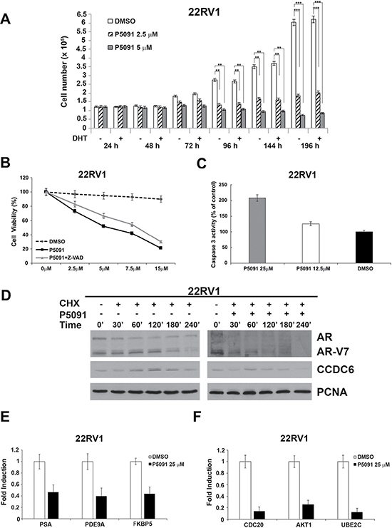 The USP7 inhibitor P5091 shows antiproliferative effects, affects CCDC6, AR and V7-isoform half lives and impairs androgen-responsive genes expression in 22Rv1 cells.