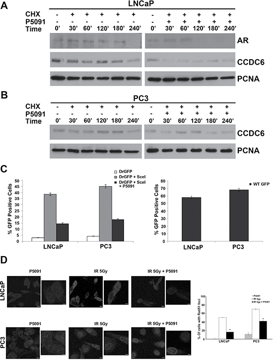 P5091 controls CCDC6 stability and affects the DSBs DNA repair in prostate cancer cells.