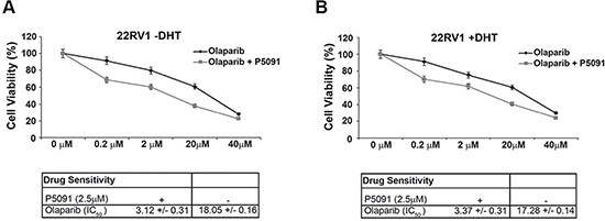 Combined effect of USP7 inhibitors and PARP inhibitors in the 22Rv1 cells.