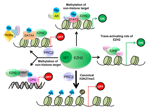 EZH2 regulates transcriptional activity.