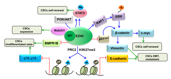 Proposed mechanism involving the regulation of CSC properties by EZH2.
