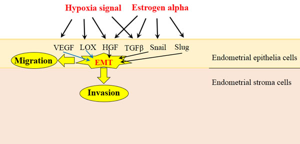 Hypoxia and Estrogen signals stimulate EMT in endometrial epithelial cells.