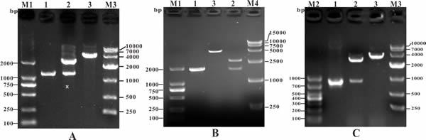 Identification of recombinant cloning plasmids by PCR and restriction enzyme digestion.