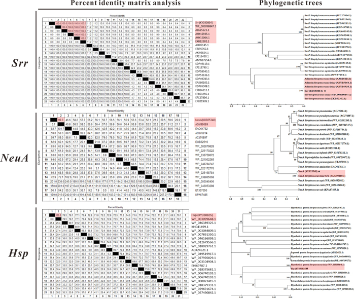 Percent identity matrix analysis and phylogenetic trees of vaccine candidate antigens with reference sequences.