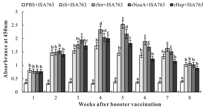 Specific antibody detection in vaccinated fish by ELISA.