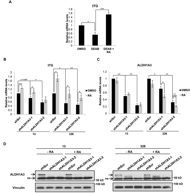 ALDH1A3 is necessary for tTG expression in MES GSCs.