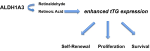 ALDH1A3 promotes stem cell-like properties by enhancing the expression of tTG.