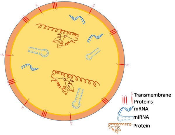 Tumor Cells release nanovesicles called exosomes which carry RNAs, including microRNAs and messenger RNAs, and proteins.