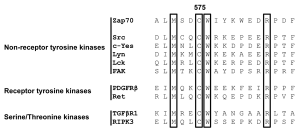 Alignment of the primary amino acid sequence of the conserved Mx