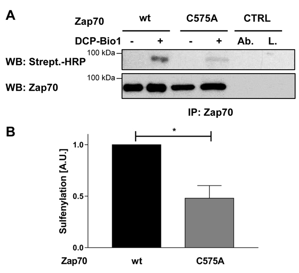 Sulfenylation of Zap70wt and the C575A mutant in P116 cells.