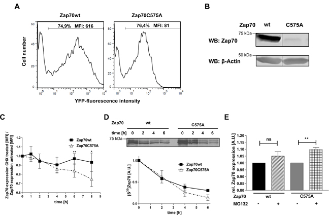 Analysis of protein stability of Zap70C575A.