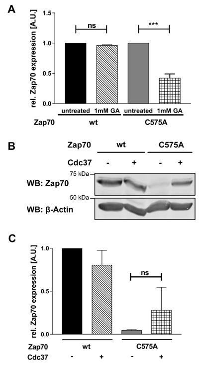 The Hsp90/Cdc37 complex stabilizes the expression of Zap70C575A.