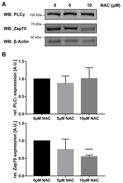 Treatment with NAC destabilizes Zap70wt.