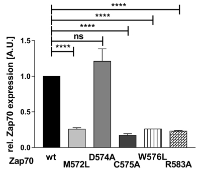 Expression of Zap70 is regulated by the Mx