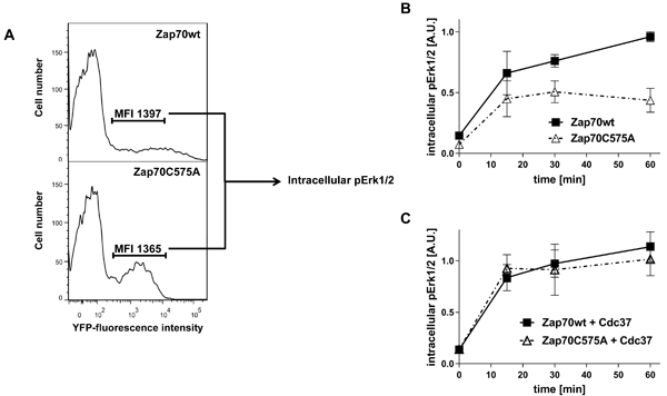 Analysis of Zap70 function.