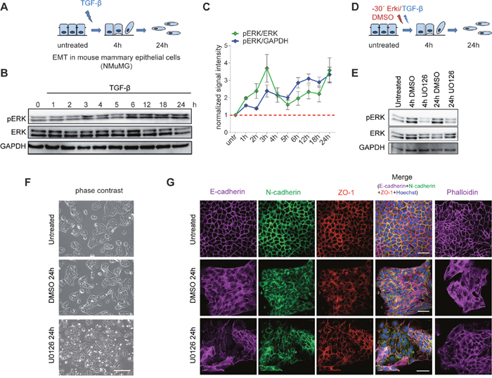 Inhibition of ERK signalling impairs EMT.