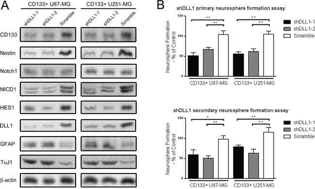 DLL1 silencing decreased stem cell markers expression and Notch activity, and impaired the self-renewal ability of CD133+ U87-MG and U251-MG glioma neurospheres.