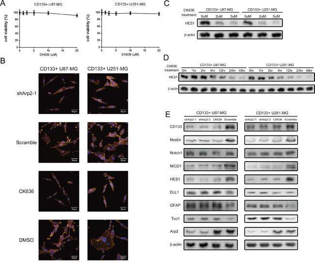 ArpC inhibition impaired the stemness marker expression, Notch activity, and self-renewal ability of CD133+ U87-MG and U251-MG glioma neurospheres.