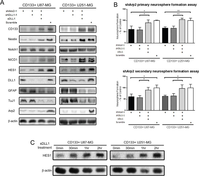 Soluble DLL1 instead of endogeneous DLL1 rescued the impaired stem cell phenotype induced by Arp2 silencing in CD133+ U87-MG and U251-MG cells.