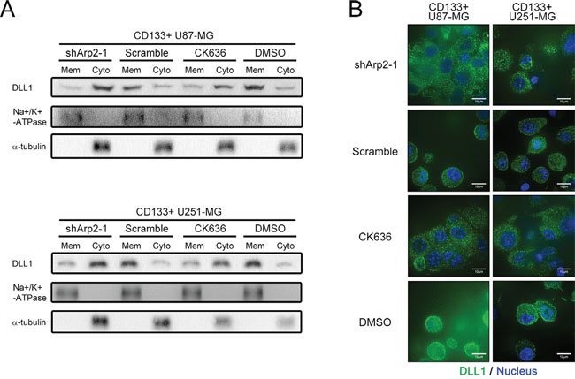 ArpC maintained the subcellular localization of DLL1 on membrane in CD133+ U87-MG neurosphere cells.