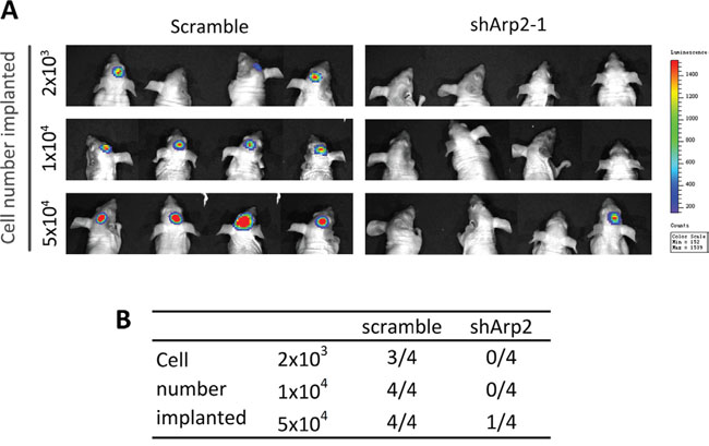 Silencing Arp2 impaired the tumorigenicity of CD133+ U87-MG neurosphere cells in vivo.