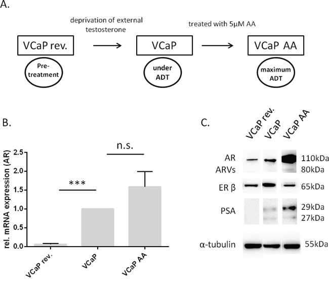 The VCaP variants differ in their expression of prostate cancer-relevant genes.