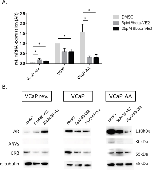 Treatments with 8&#x03B2;-VE2 lead to downregulation of AR and ARVs in androgen-deprived prostate cancer cells.