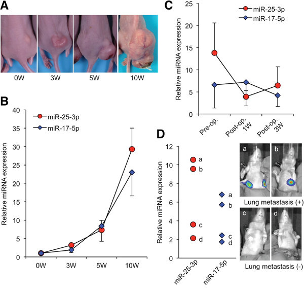 Serum miRNA levels during the development of osteosarcoma xenograft.